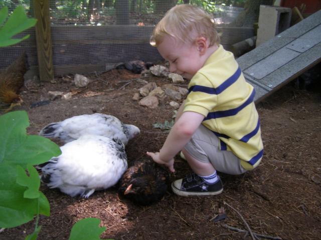 79985_bday_party_and_chickens_move_to_coop_141.jpg