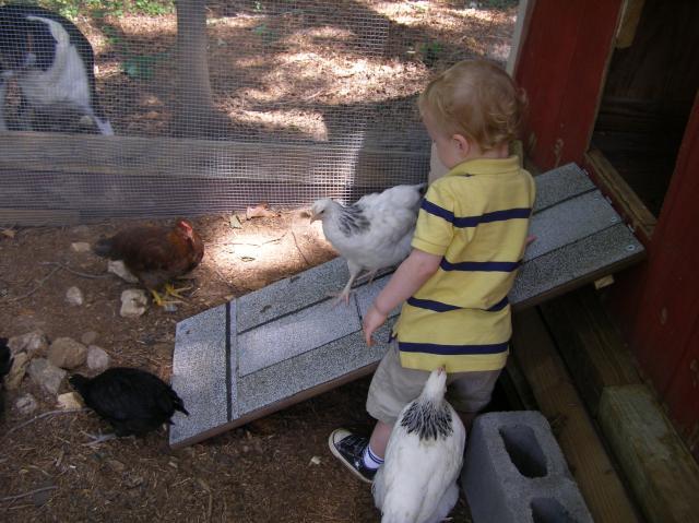 79985_bday_party_and_chickens_move_to_coop_163.jpg