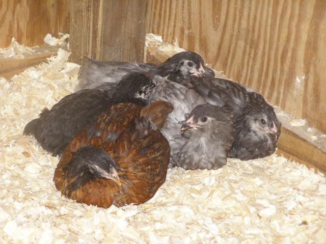 79985_bday_party_and_chickens_move_to_coop_164.jpg