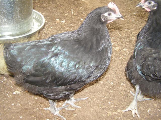 79985_boys_playing_chicks_bathing_047.jpg