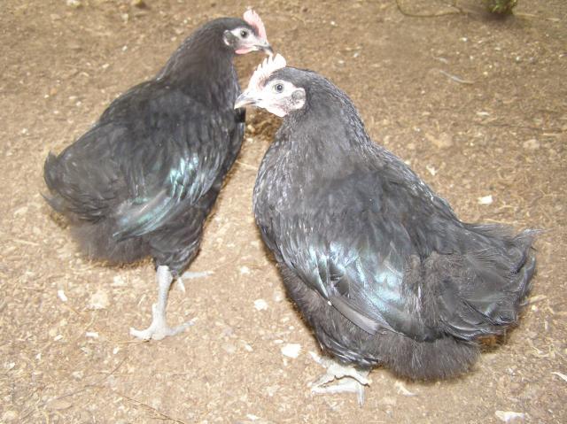79985_boys_playing_chicks_bathing_048.jpg