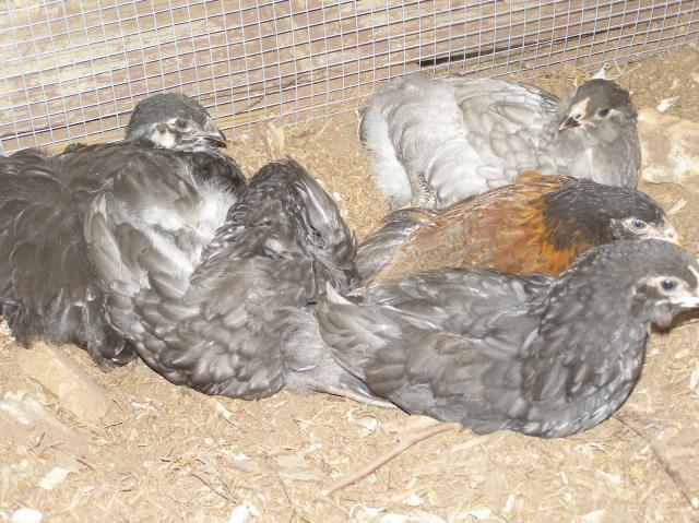 79985_boys_playing_chicks_bathing_063.jpg