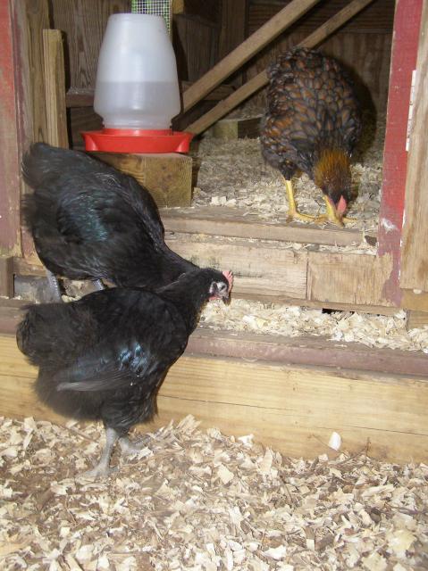 79985_boys_playing_chicks_bathing_076.jpg