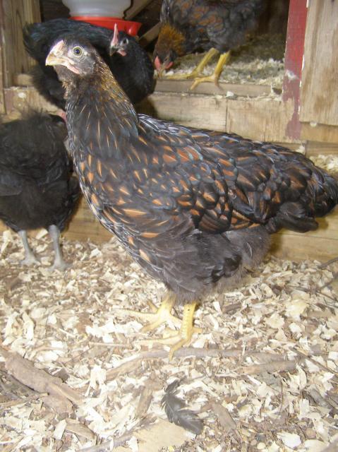 79985_boys_playing_chicks_bathing_077.jpg