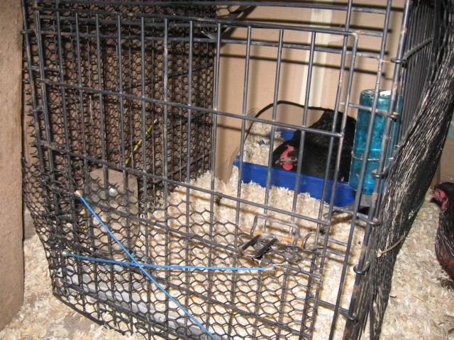 79985_broody_esme_004.jpg