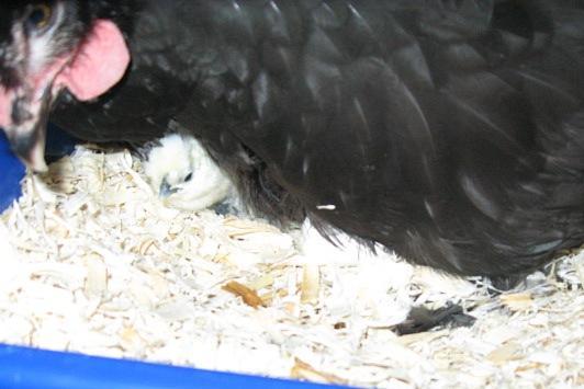 79985_chick_pic_lucas_and_violet_002b.jpg