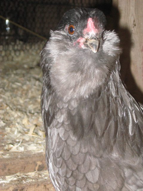 79985_chick_pics_034.jpg