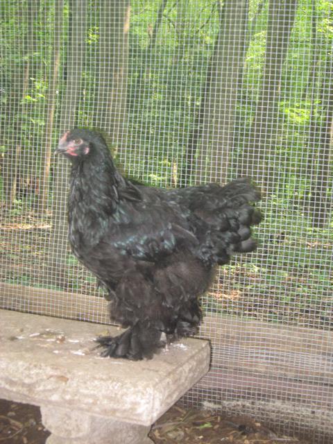 79985_chicken_time_016.jpg