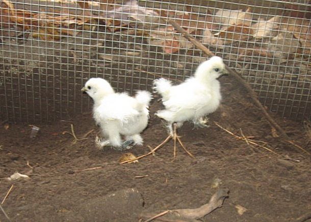 79985_chickens_and_lion_nap_002b.jpg
