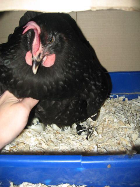 79985_chicks_002.jpg