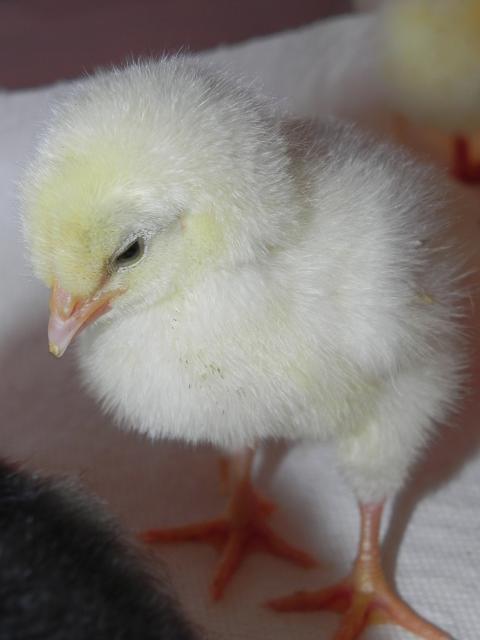79985_chicks_007.jpg