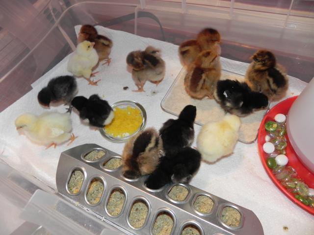 79985_chicks_009.jpg
