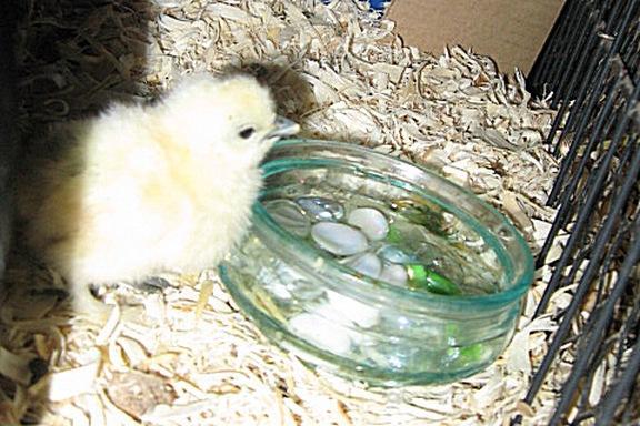 79985_chicks_and_boys_006b.jpg