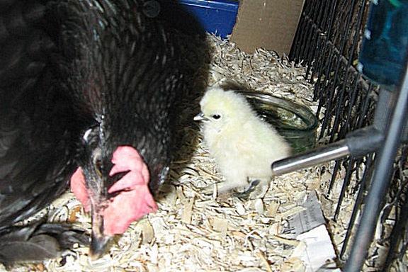 79985_chicks_and_boys_013b.jpg
