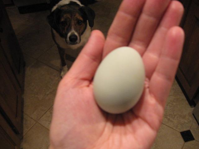 79985_cordelias_egg_002.jpg