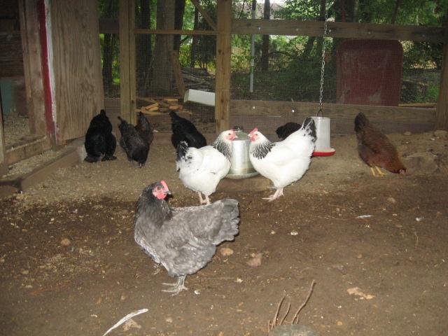 79985_egg_3_and_full_flock_pic_019.jpg