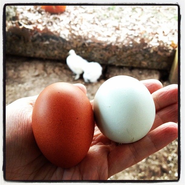 79985_egg_and_chick_instagram.jpg