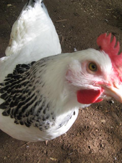 79985_egg_and_chickens_018.jpg