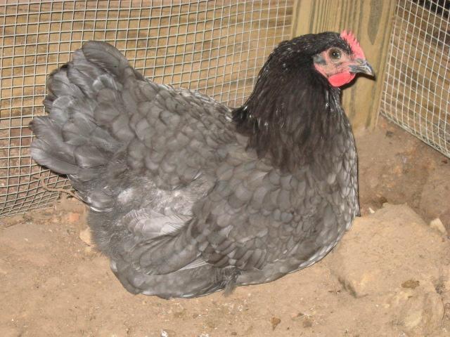 79985_egg_comparison_and_chickens_016.jpg