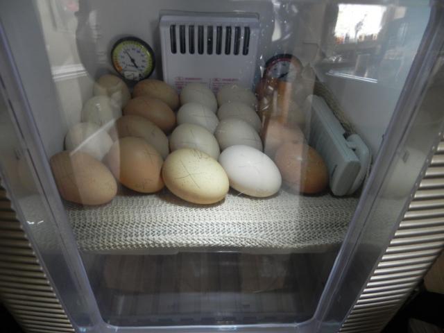 79985_egg_time_004.jpg