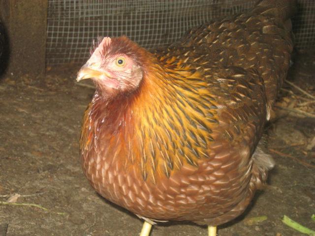79985_jennifers_bday_and_final_chickens_024.jpg