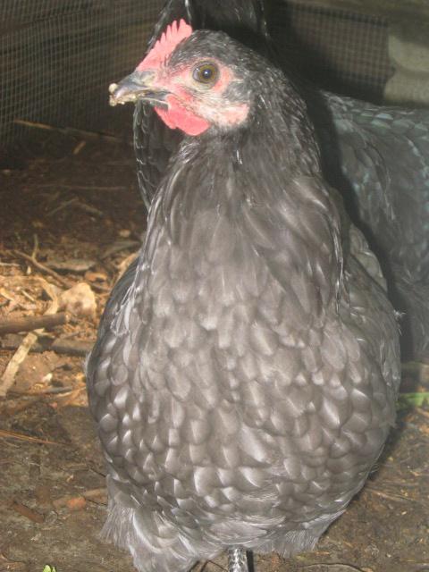 79985_jennifers_bday_and_final_chickens_025.jpg