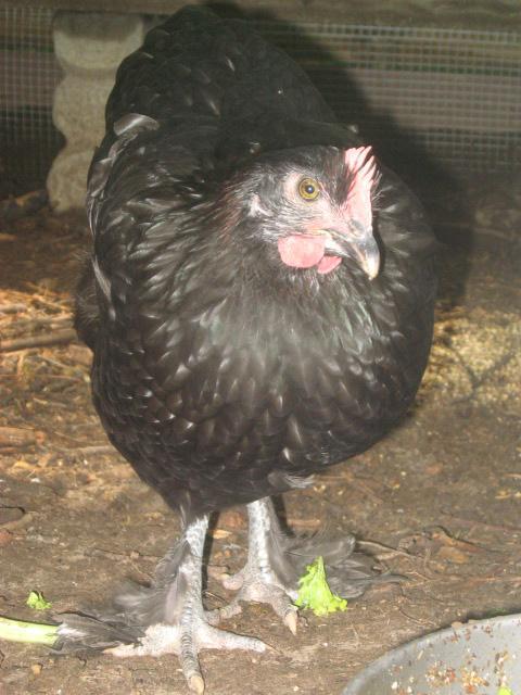 79985_jennifers_bday_and_final_chickens_028.jpg