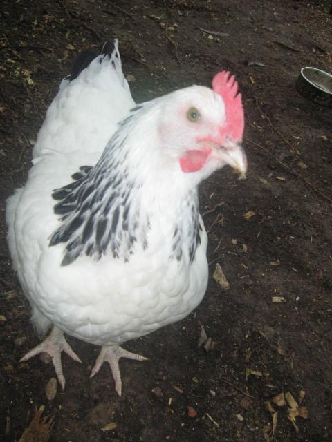 79985_jennifers_bday_and_final_chickens_030.jpg