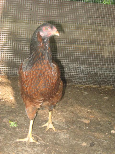 79985_jennifers_bday_and_final_chickens_031.jpg