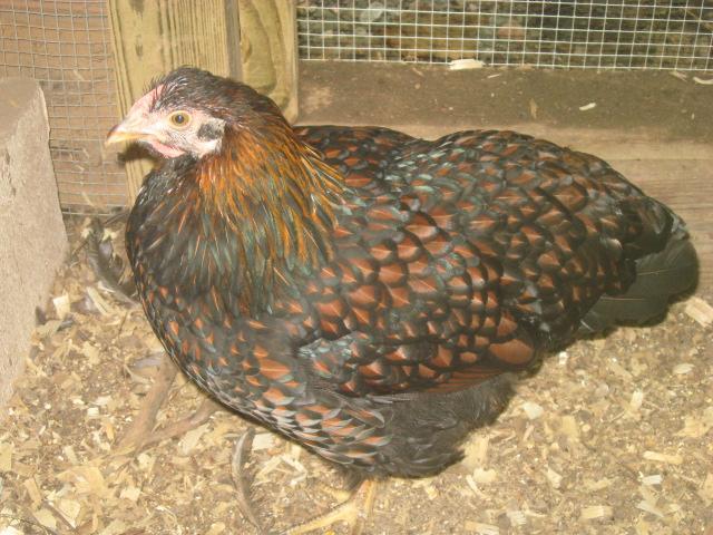79985_jennifers_bday_and_final_chickens_035.jpg