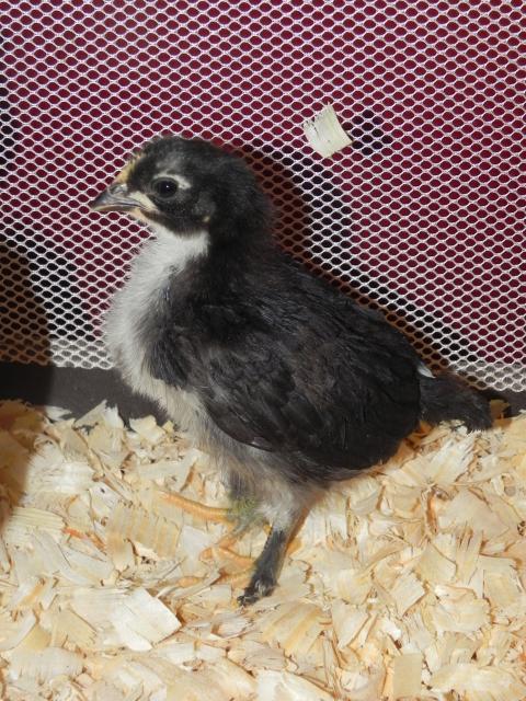 79985_lucas_and_chicks_026.jpg
