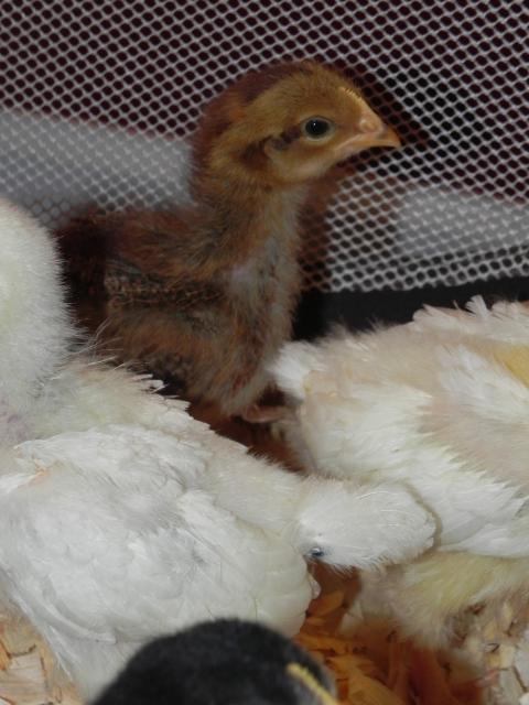 79985_lucas_and_chicks_043.jpg