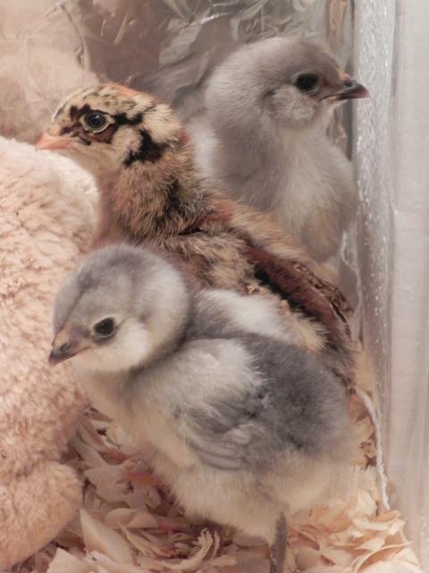 79985_lucas_and_chicks_053.jpg