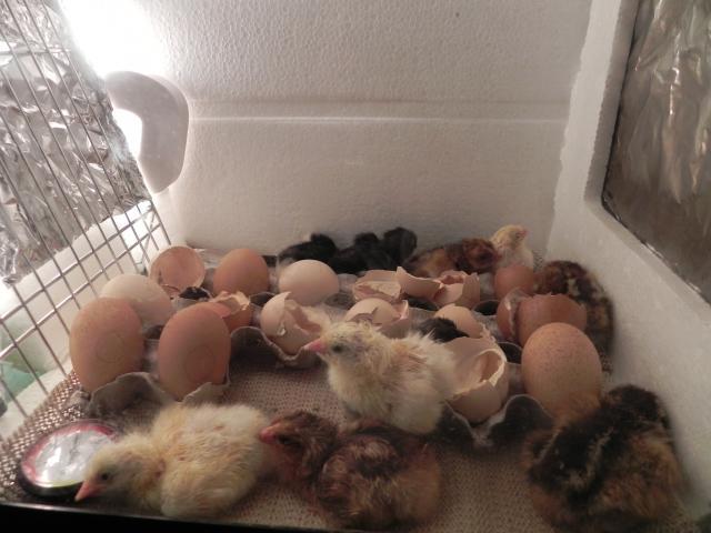 79985_more_chick_pics_-_fri_night_to_sat_morning_031.jpg