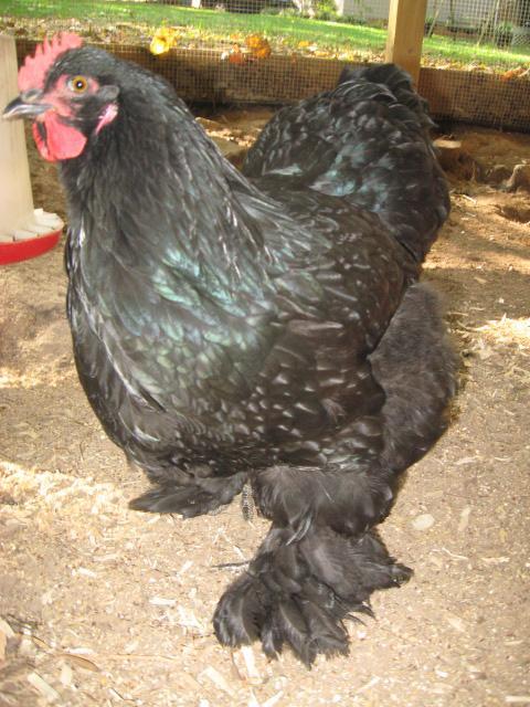 79985_more_chicks_003.jpg