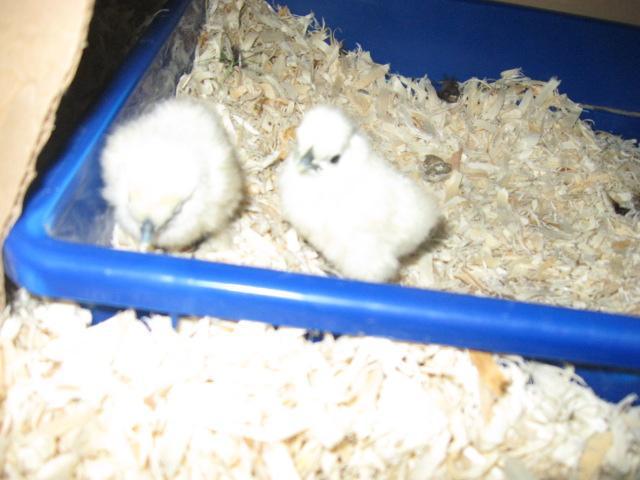 79985_more_silkie_pics_003.jpg