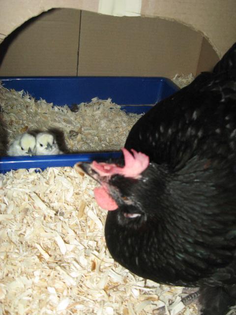 79985_more_silkie_pics_007.jpg