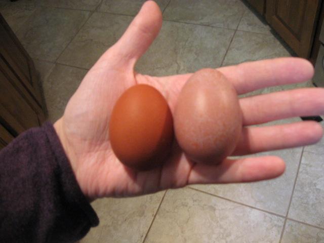 79985_new_egg_019.jpg