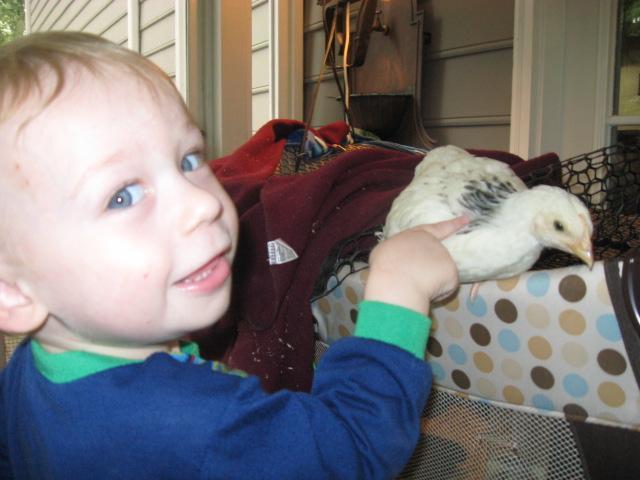 79985_porch_chicks_007.jpg