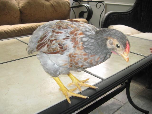 79985_porch_chicks_011.jpg