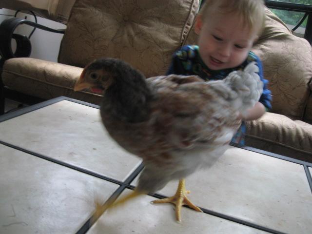 79985_porch_chicks_013.jpg