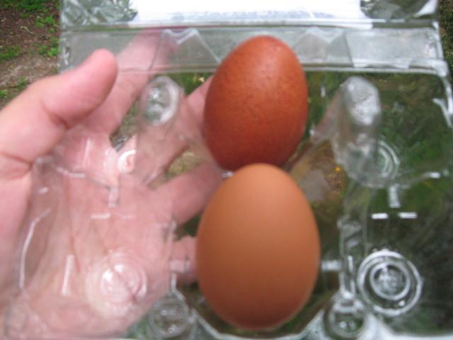 79985_second_egg_014.jpg