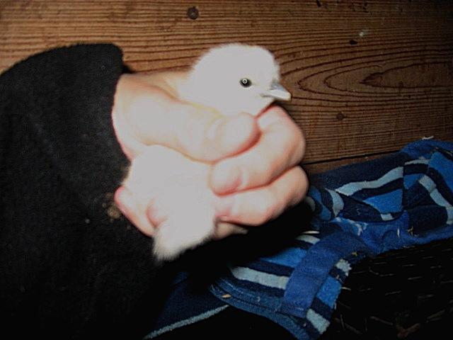 79985_silkie_babies_004b.jpg