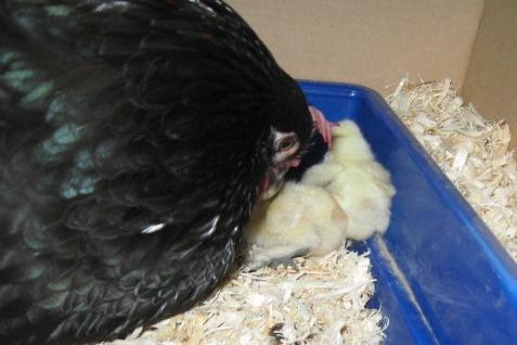 79985_silkie_babies_006b.jpg