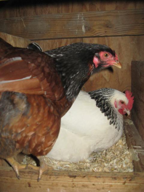 79985_silkie_babies_009.jpg