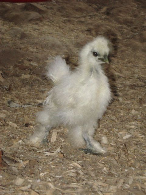 79985_silkies_006.jpg