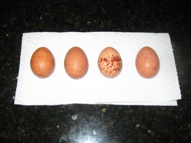 79985_wellie_eggs_001.jpg