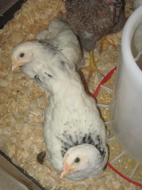 79985_wills_good_luck_dinner_and_chicks_outside_022.jpg