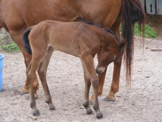 79986_dee_dee_new_filly_02212011_010.jpg