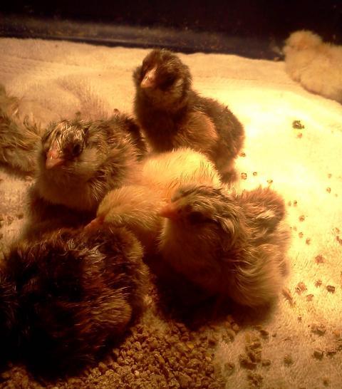 79990_chicks.jpg